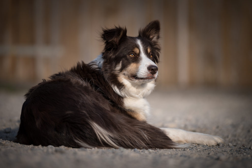 Hof-Hoggen_Bildergalerie_Hund_DSC_0236