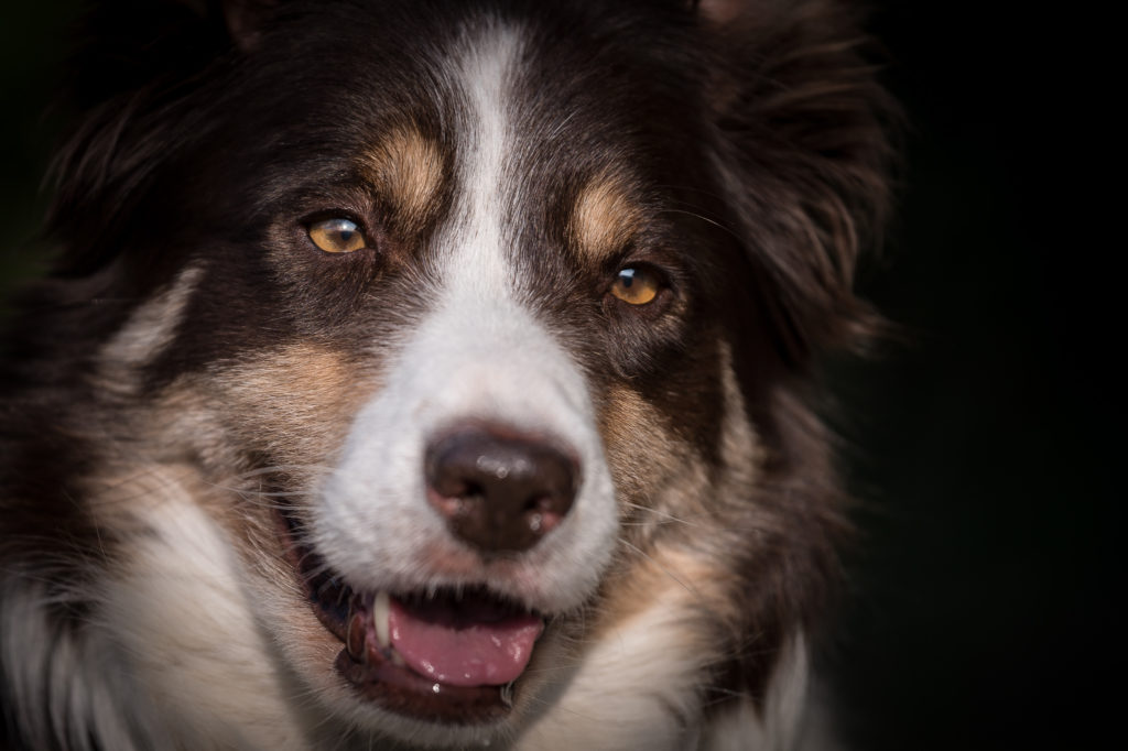 Hof-Hoggen_Bildergalerie_Hund_DSC_0262
