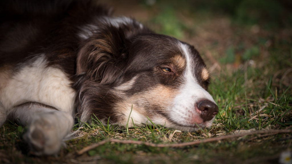 Hof-Hoggen_Bildergalerie_Hund_DSC_0273