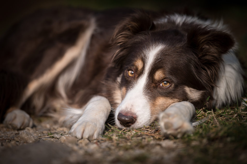 Hof-Hoggen_Bildergalerie_Hund_DSC_0286