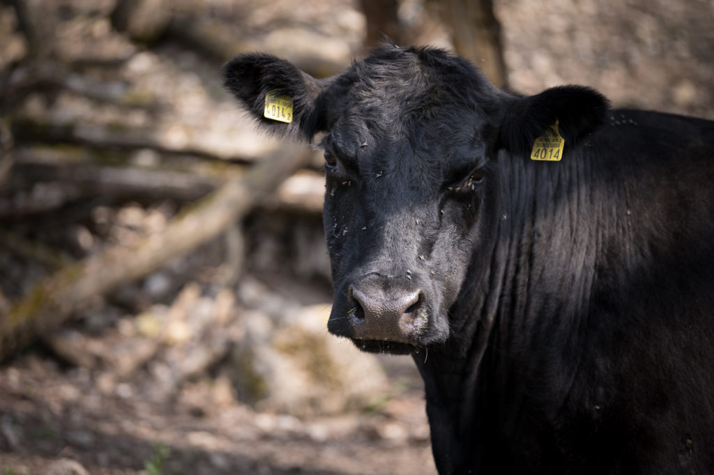 Hof-Hoggen_Bildergalerie_Kuehe_DSC_0008