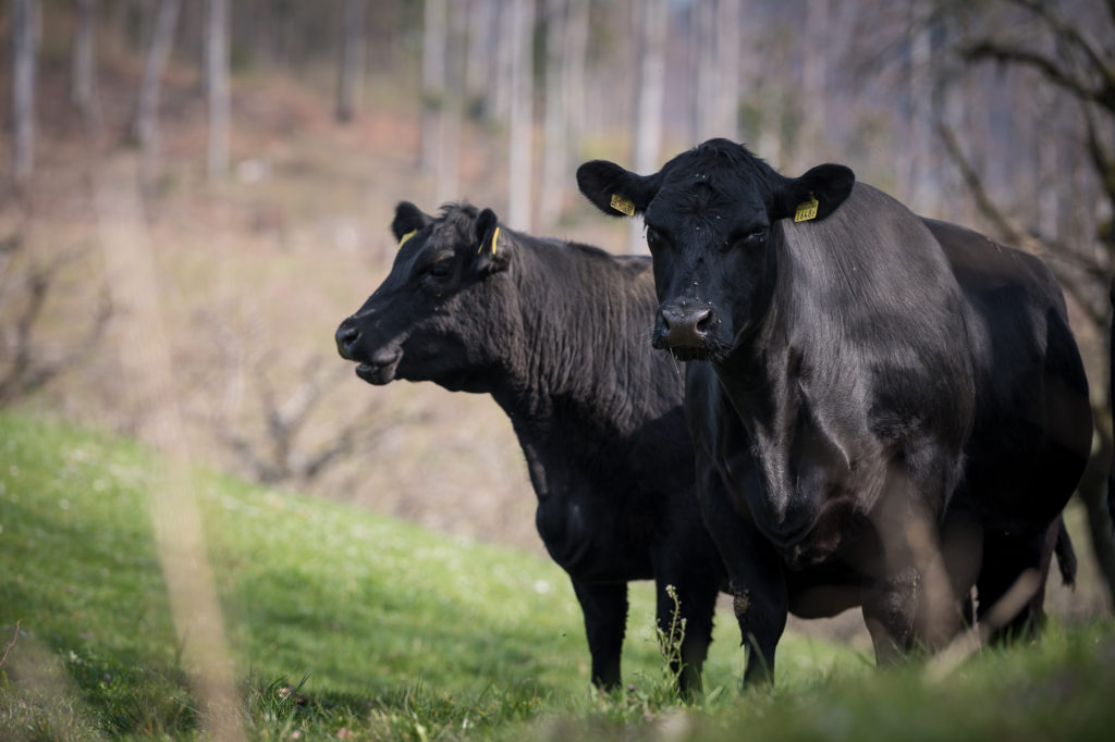 Hof-Hoggen_Bildergalerie_Kuehe_DSC_0013