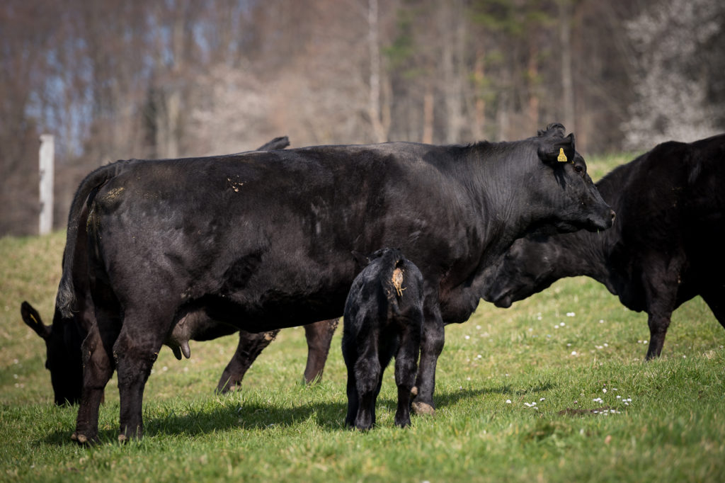 Hof-Hoggen_Bildergalerie_Kuehe_DSC_0019