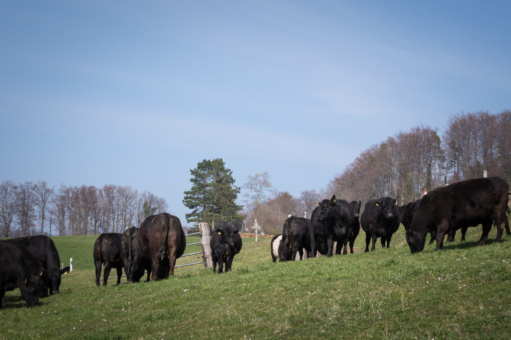 Hof-Hoggen_Bildergalerie_Kuehe_DSC_0024