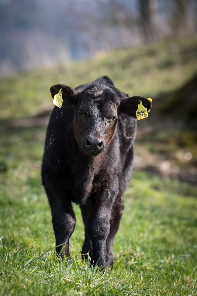 Hof-Hoggen_Bildergalerie_Kuehe_DSC_0027