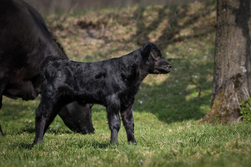 Hof-Hoggen_Bildergalerie_Kuehe_DSC_0039