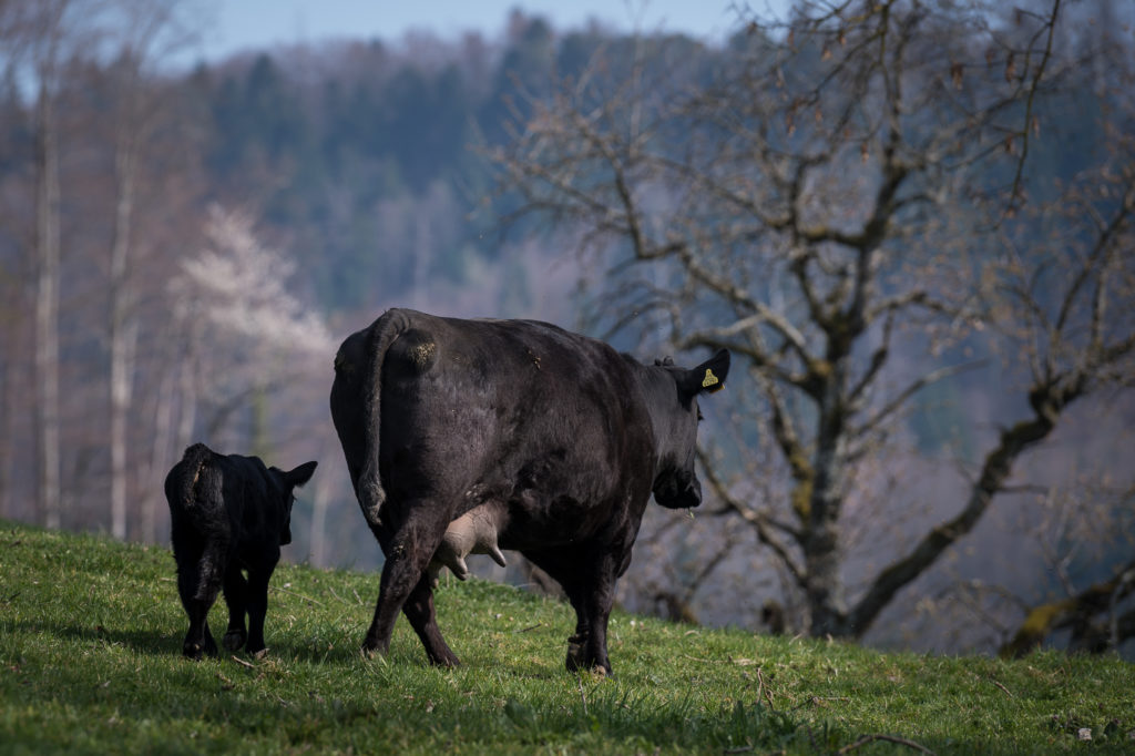 Hof-Hoggen_Bildergalerie_Kuehe_DSC_0048