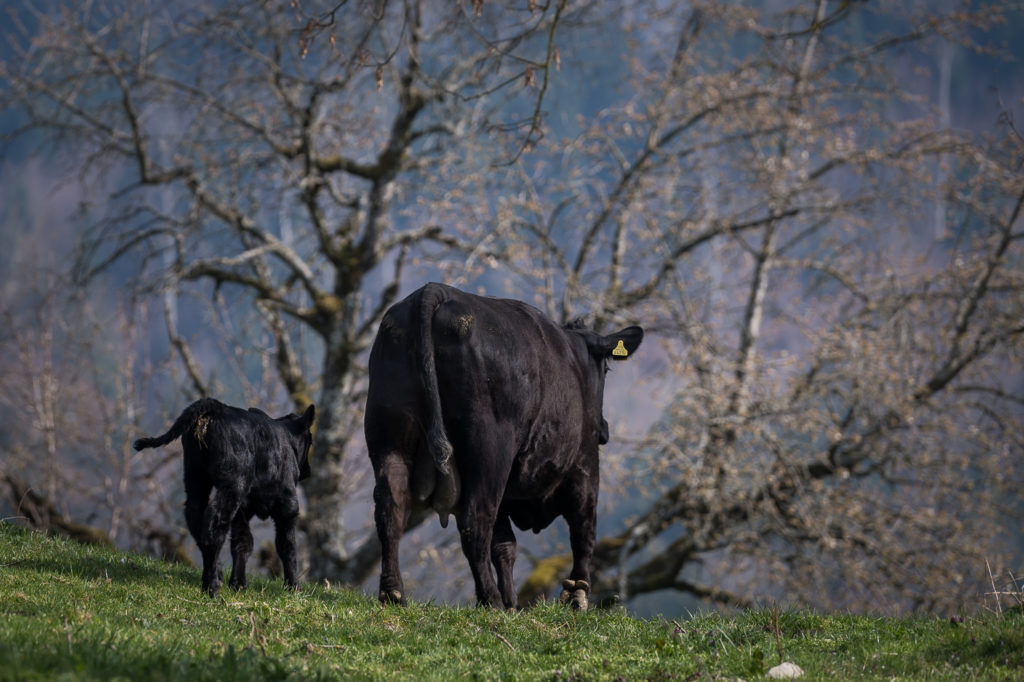 Hof-Hoggen_Bildergalerie_Kuehe_DSC_0050