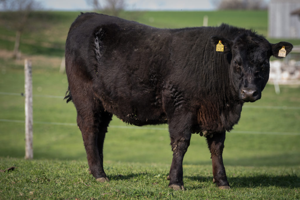 Hof-Hoggen_Bildergalerie_Kuehe_DSC_0074