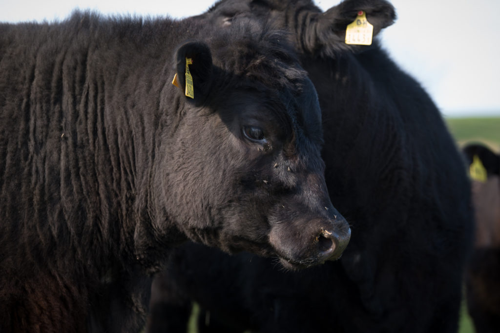 Hof-Hoggen_Bildergalerie_Kuehe_DSC_0080