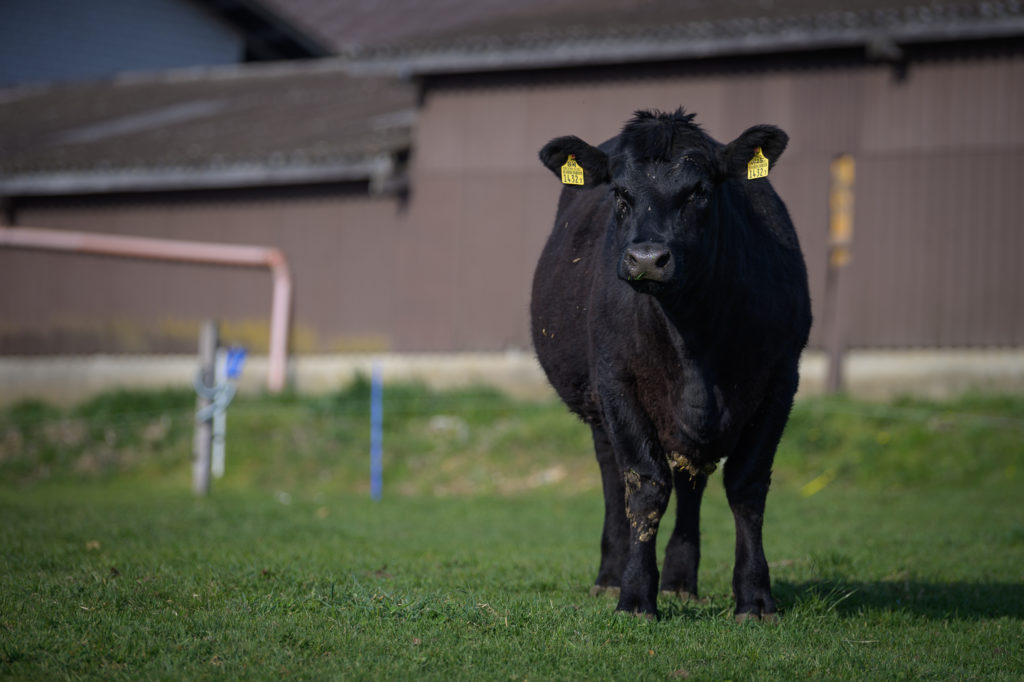 Hof-Hoggen_Bildergalerie_Kuehe_DSC_0107