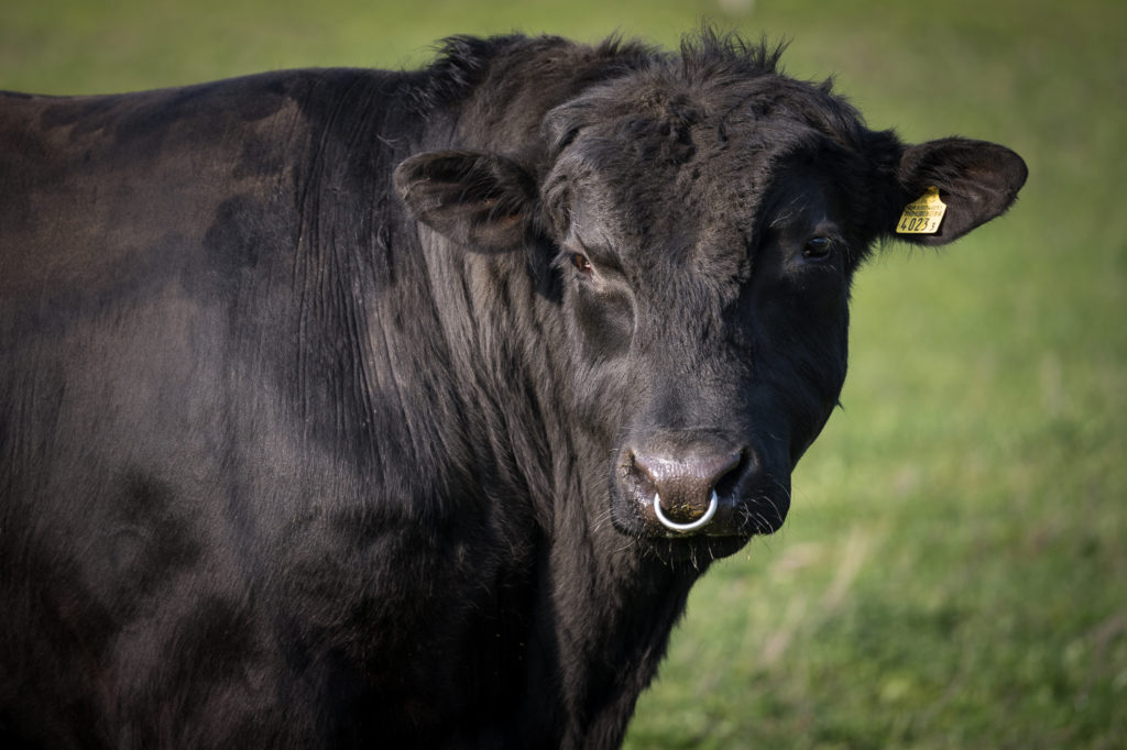 Hof-Hoggen_Bildergalerie_Kuehe_DSC_0141