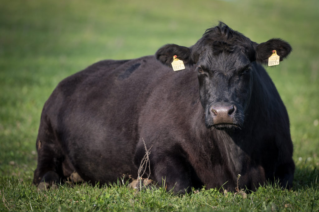 Hof-Hoggen_Bildergalerie_Kuehe_DSC_0185