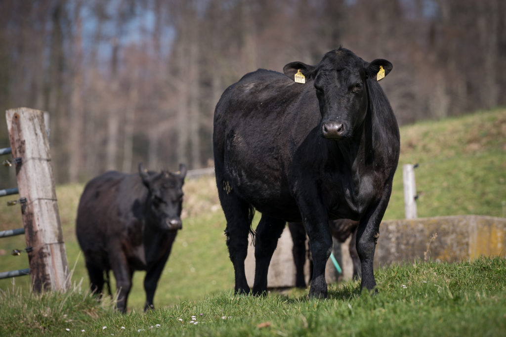 Hof-Hoggen_Bildergalerie_Kuehe_DSC_9988