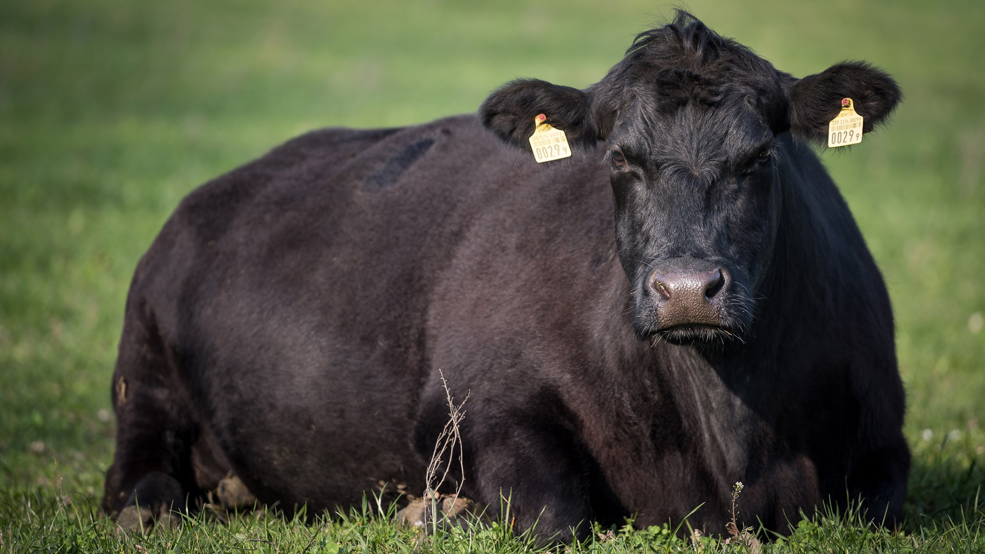 Gesunde und zufriedene Tiere